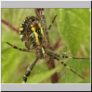 Argiope bruennichi - Wespenspinne 02.jpg